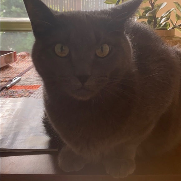 Meet your Posher, Violet - Picture 1 of 1